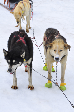 Melanie Heinrich Images - Alaska